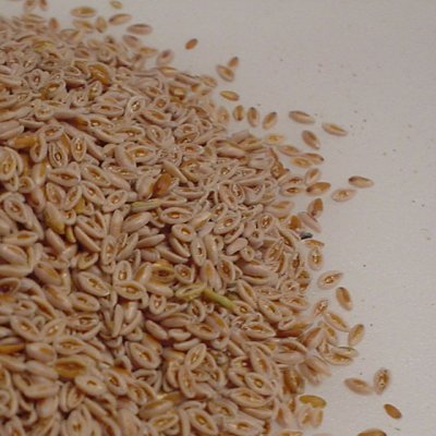 Flohsamen indisch gelb 6000g